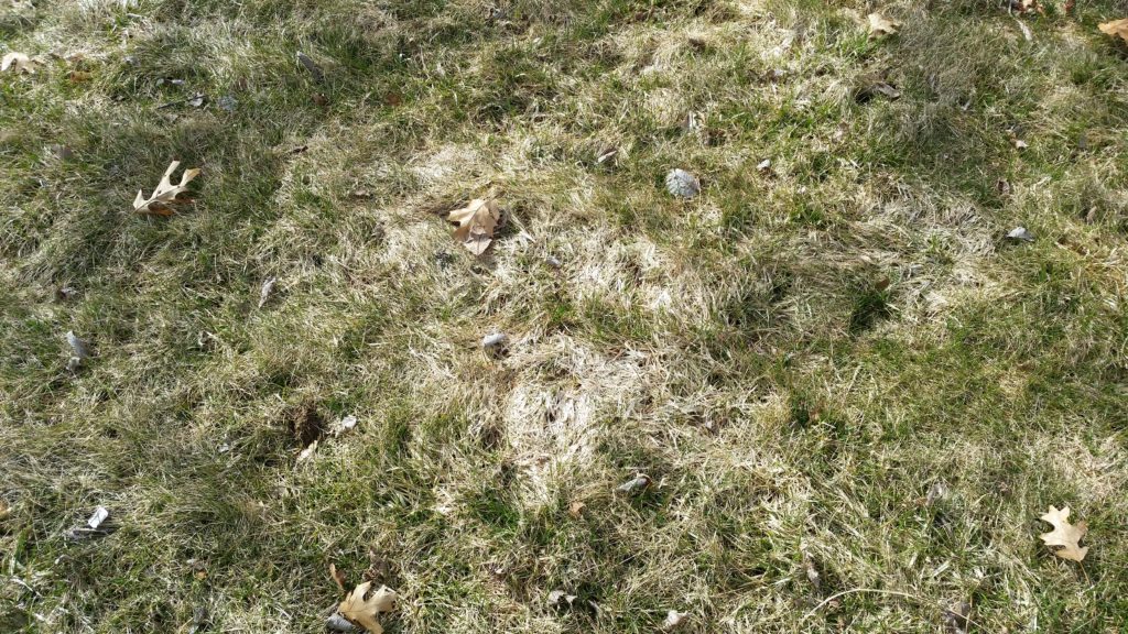 Snow Mold in Lawns