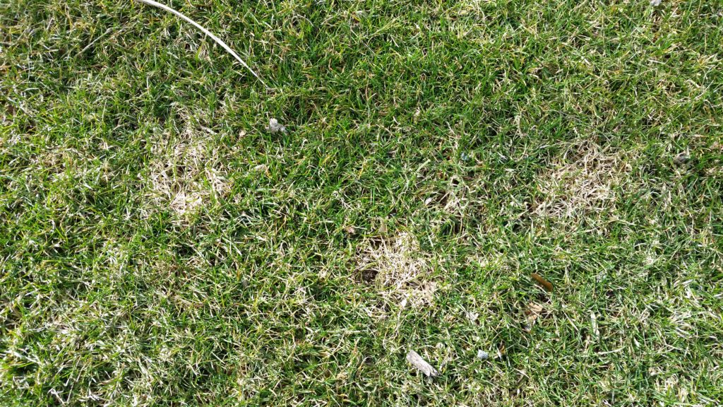 Snow Mold