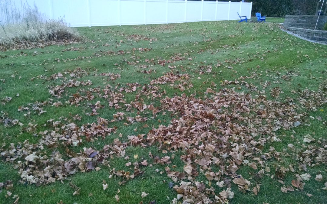 Fall Leaf Cleanup
